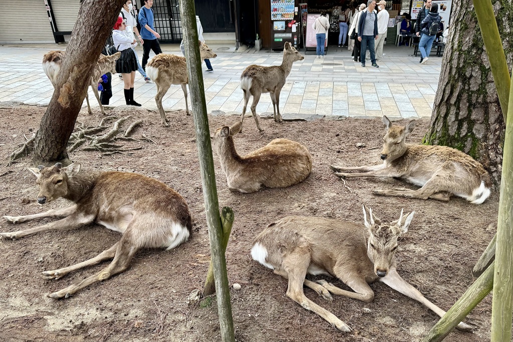 20240404奈良市05