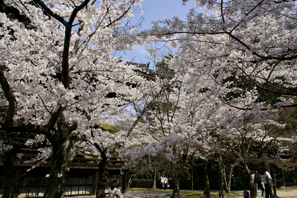 20080406左京区12