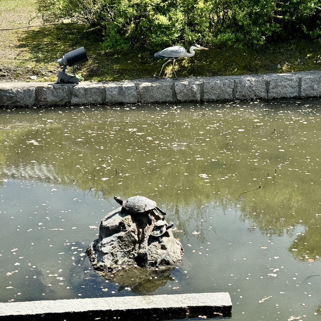 20240412京都市南区01