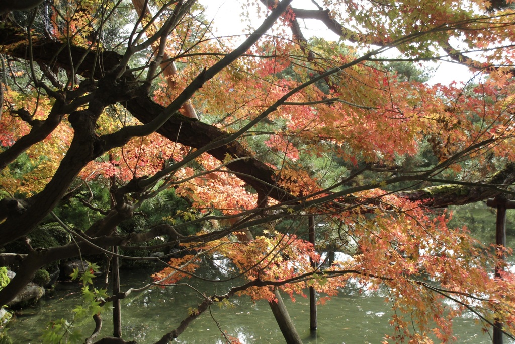 20181124左京区19