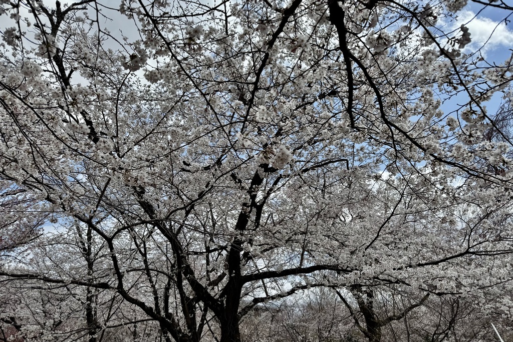 20250404京都市北区28