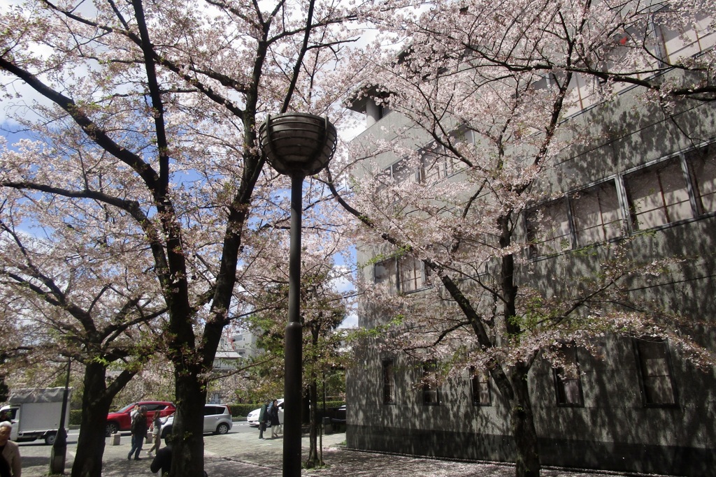20190411東山区06