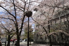 20190411東山区06