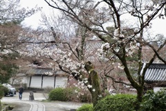 20190331左京区10
