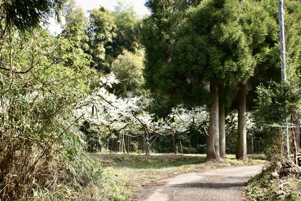 20070328朝倉市21