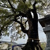 20250325中津市08