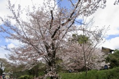 20190411東山区01