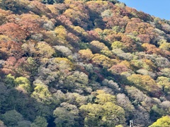 20241129右京区05