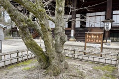 20230325左京区16