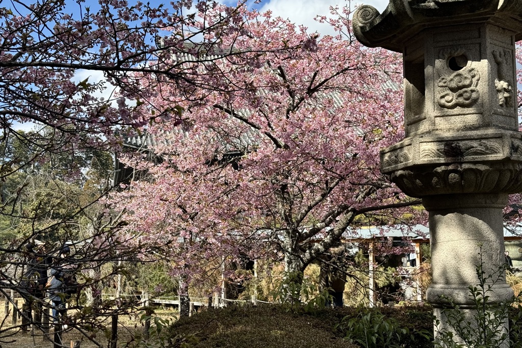 20240310右京区02