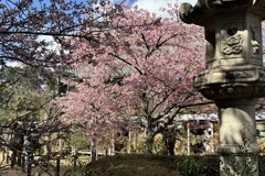 20240310右京区02