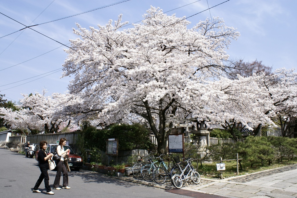 20080406左京区02