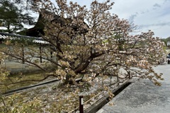 20240415右京区09