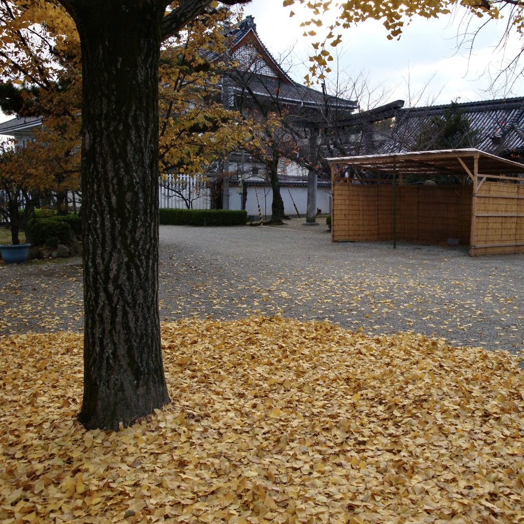 20091204藤井寺市04