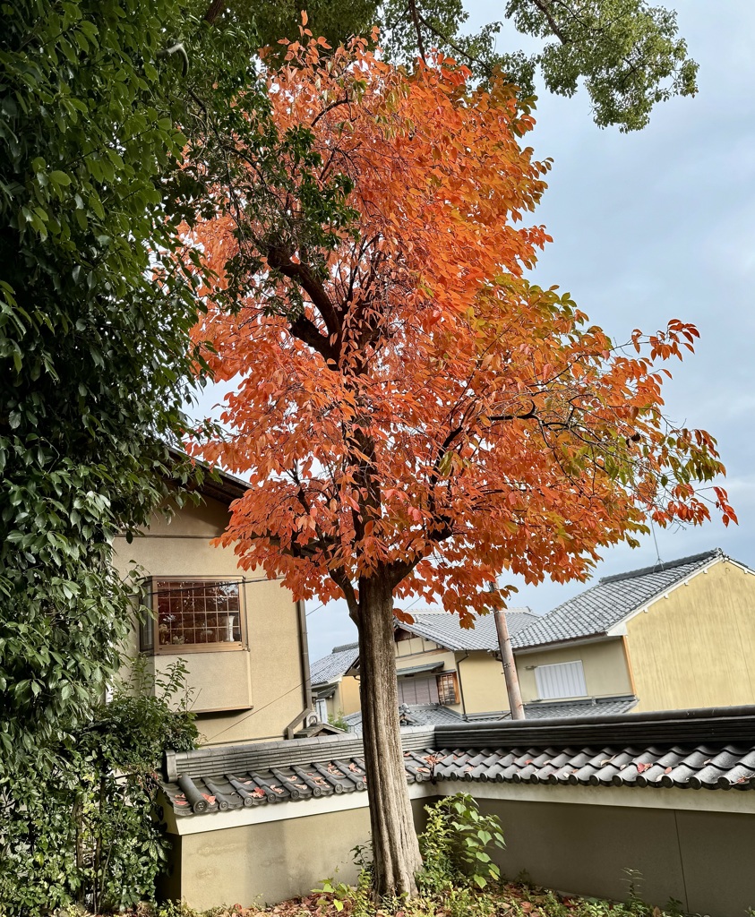 20241117右京区07