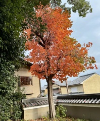 20241117右京区07