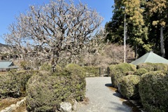 20230307左京区08