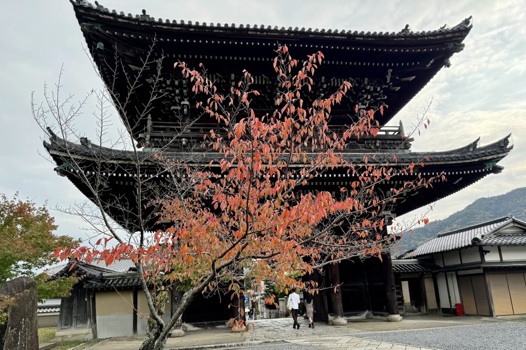 20241117右京区06