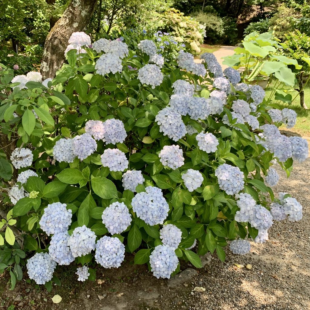 20190620右京区07
