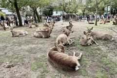 20240404奈良市11