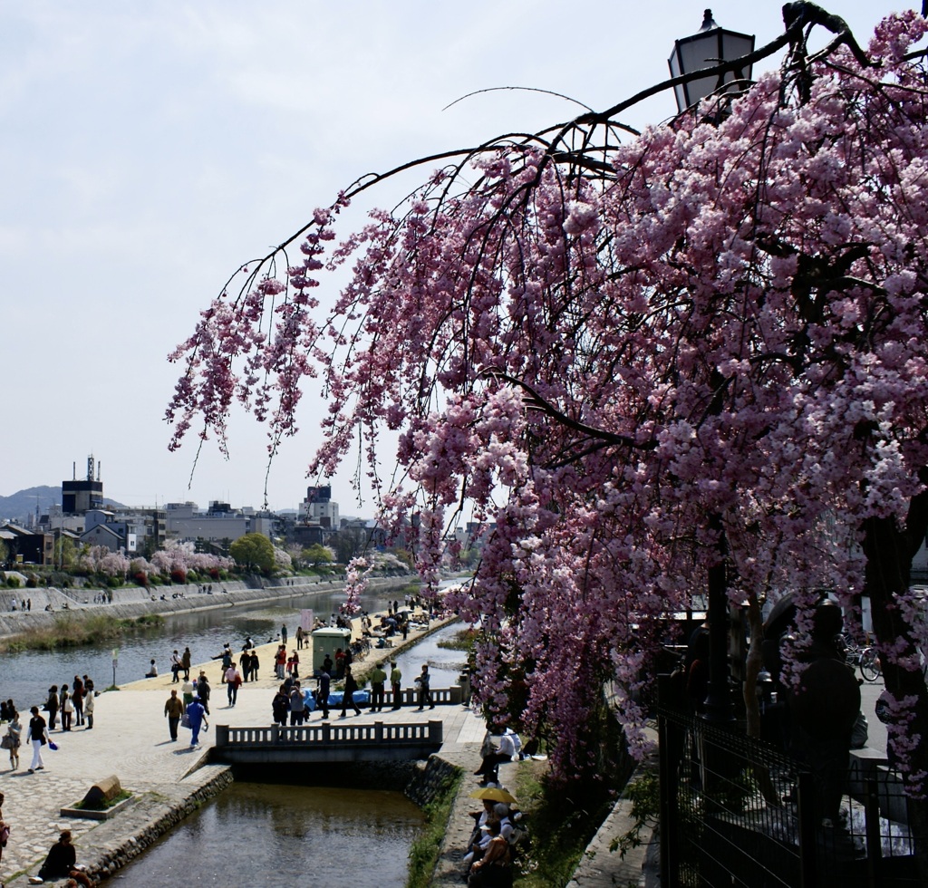 20080406中京区01