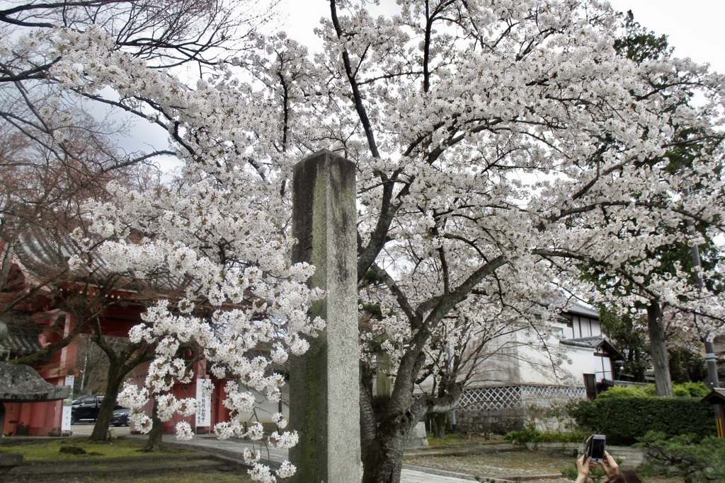 20190331左京区03