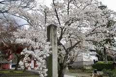 20190331左京区03