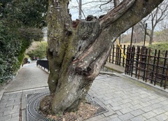 20240208右京区14