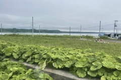 20230614厚岸町02