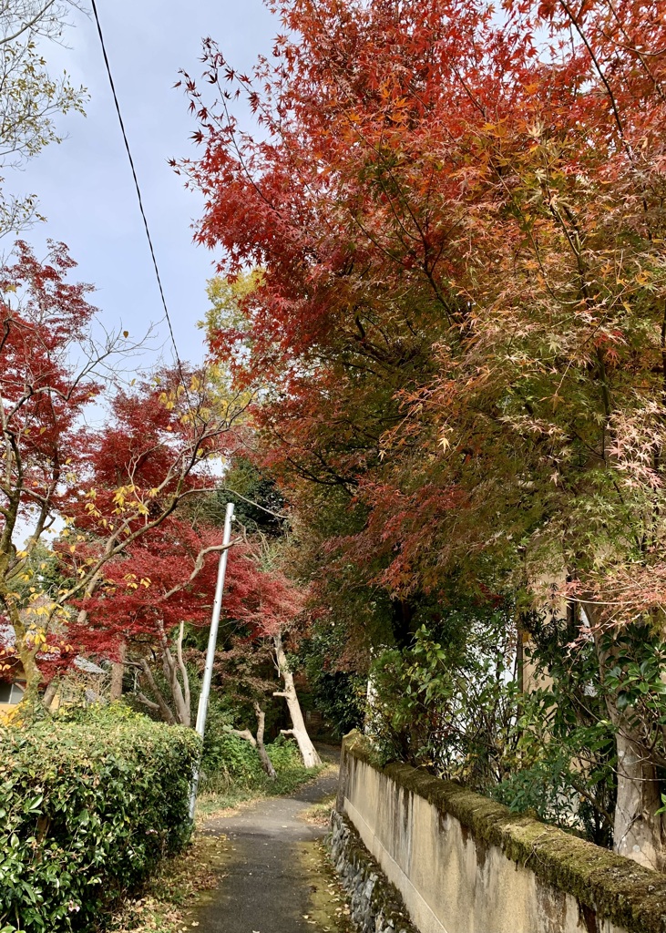 20191124左京区22