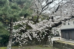 20240402山科区03