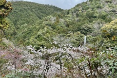 20240404木津川市24