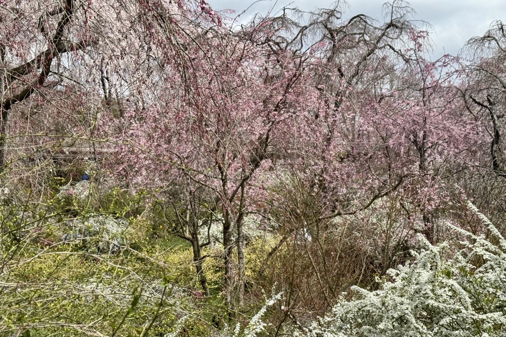 20250404京都市北区22