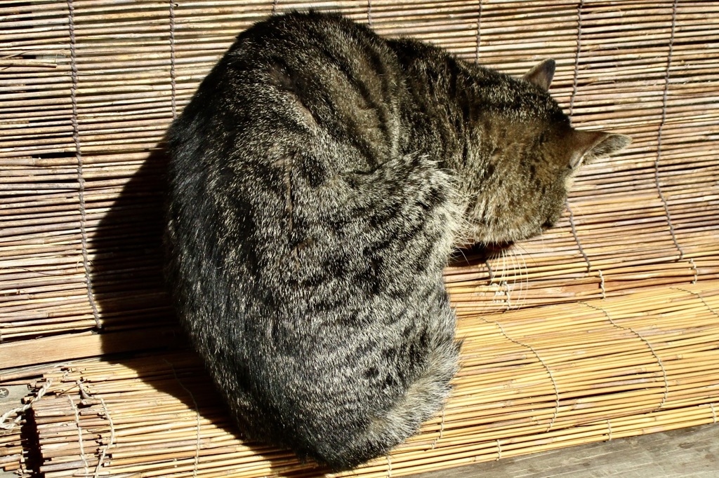 20190124木津川市05