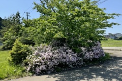 20240518秋田県三種町01