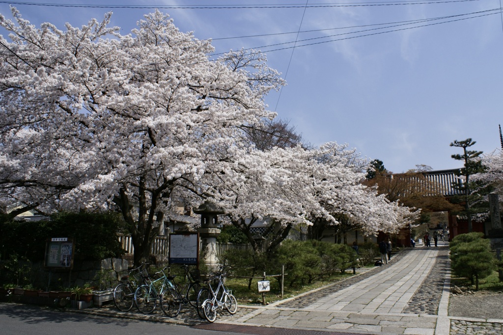 20080406左京区01
