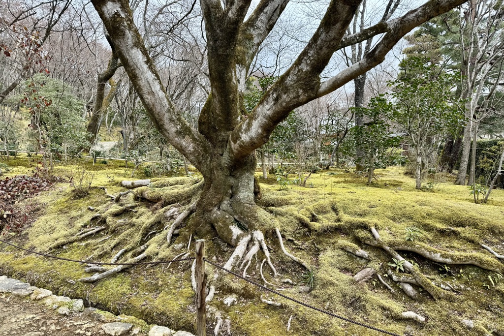 20240208右京区02