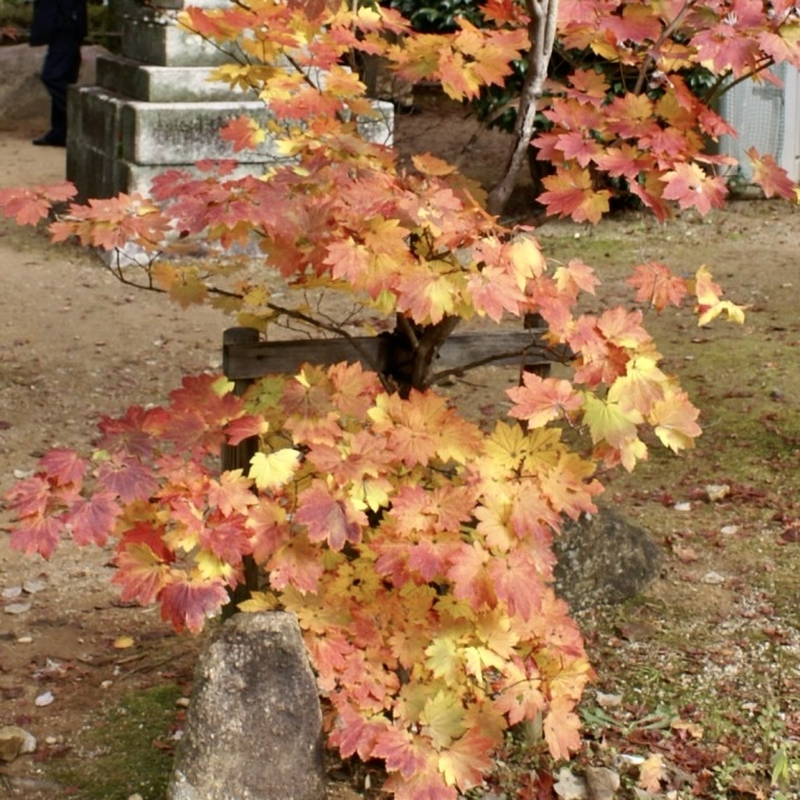 20071123左京区11