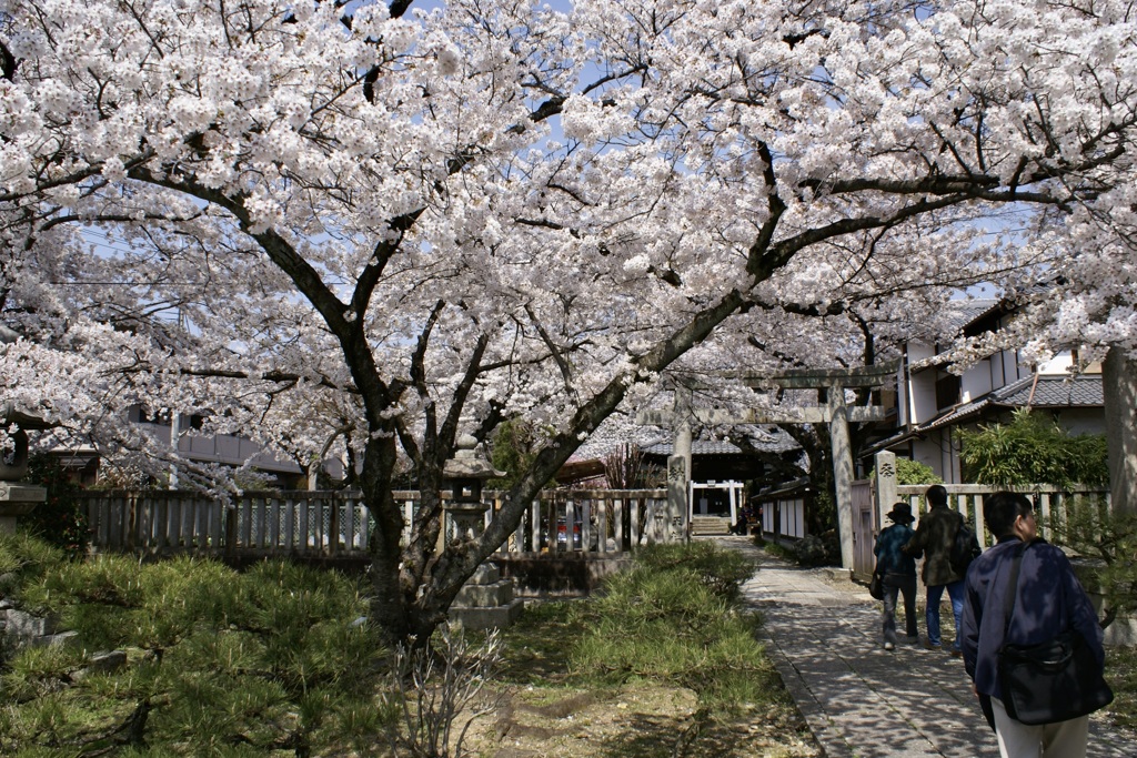 20080406左京区03
