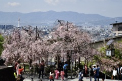 20190418東山区07