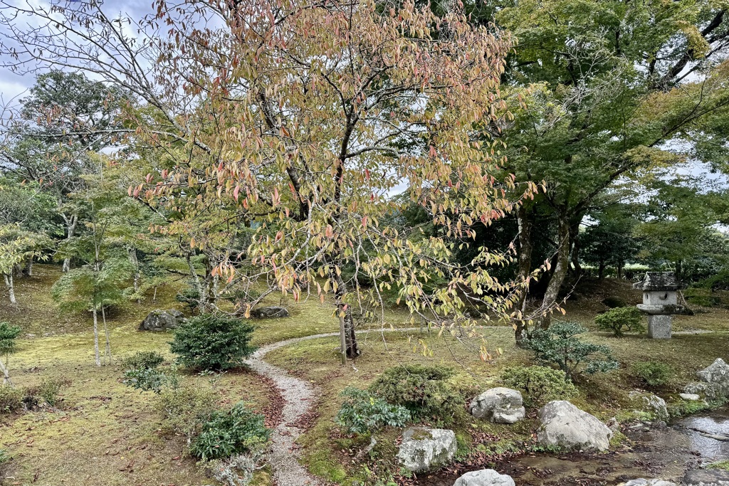 20241023左京区11