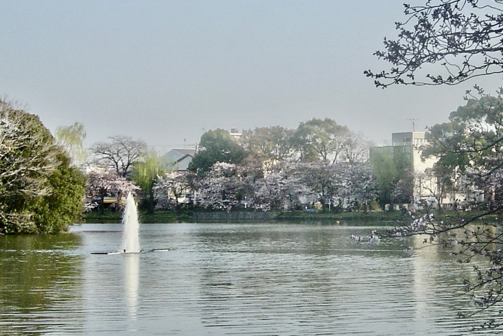 20050405大阪市住吉区10
