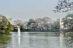20050405大阪市住吉区10
