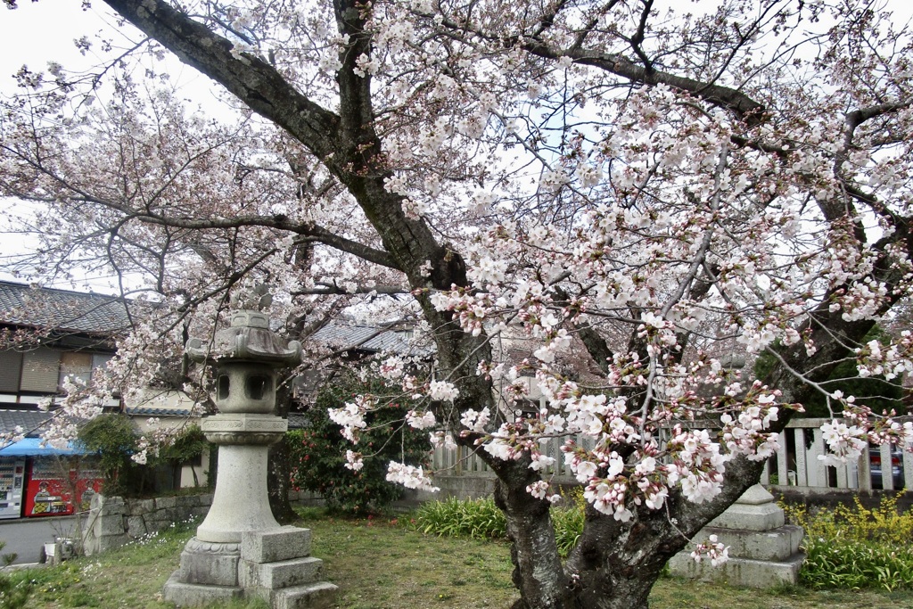 20190331左京区11