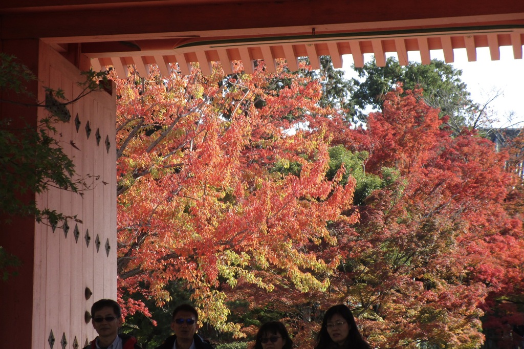20181125左京区16