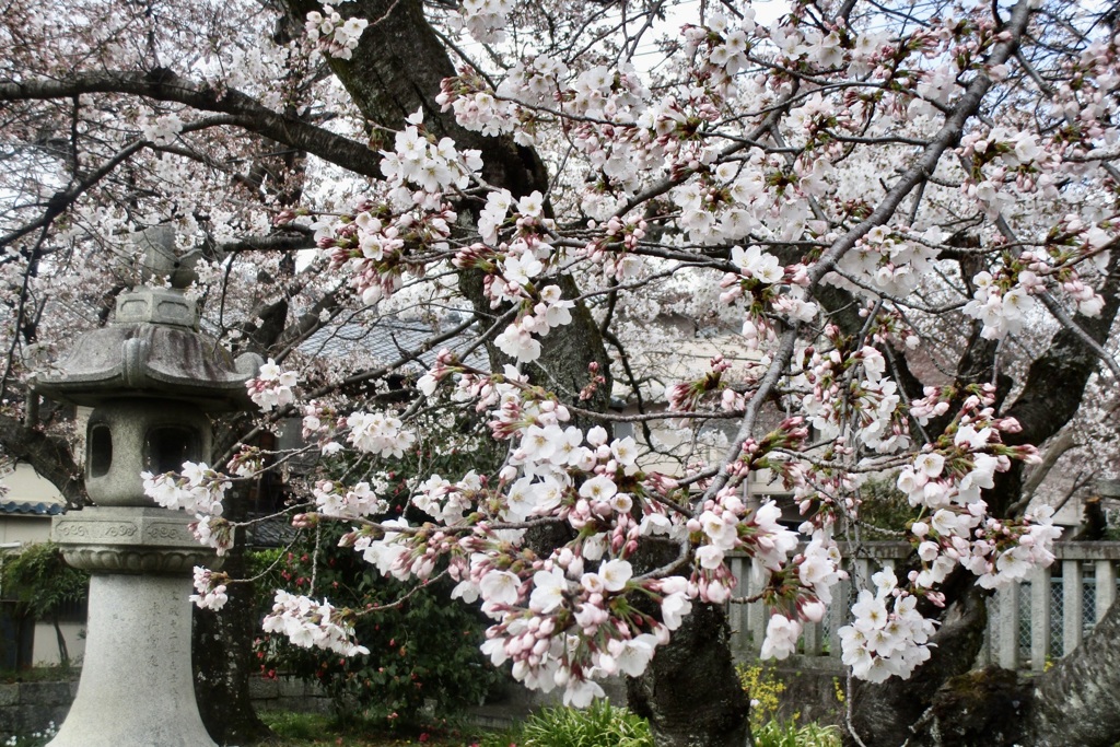 20190331左京区12
