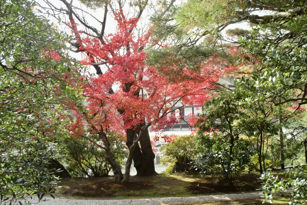 20181128上京区10