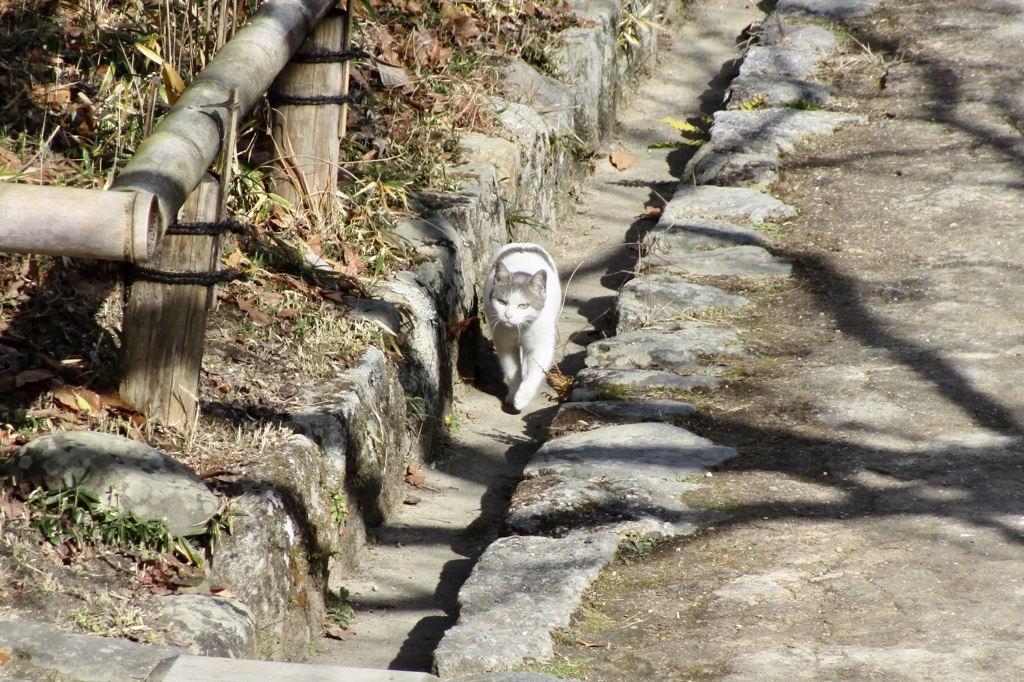 20190124木津川市16