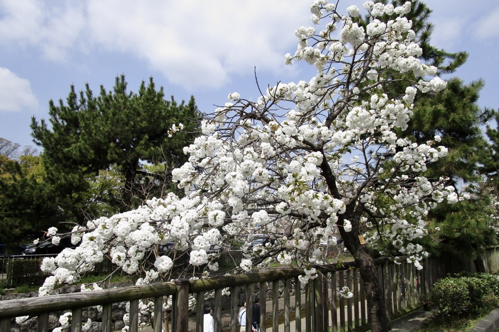 20180401中京区11