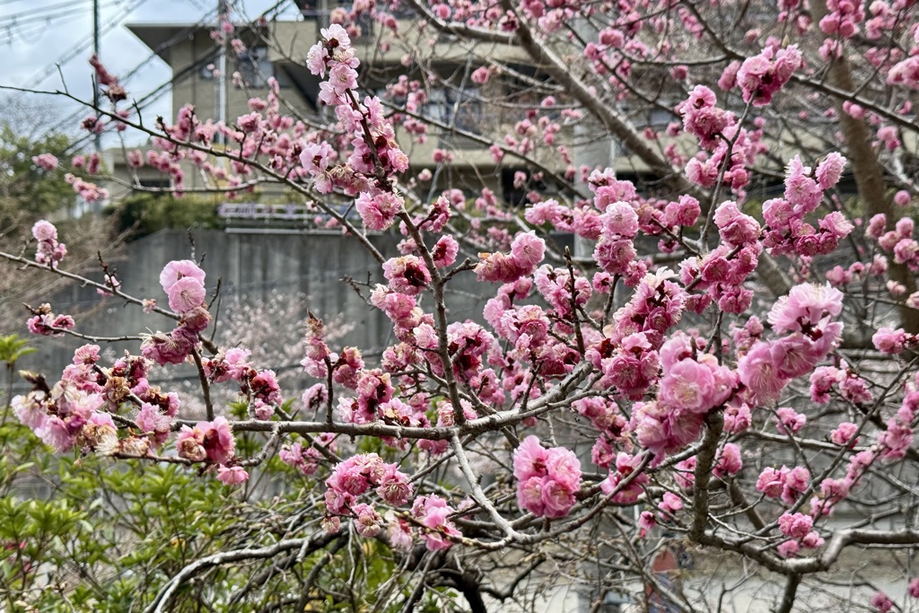 20250404京都市北区26